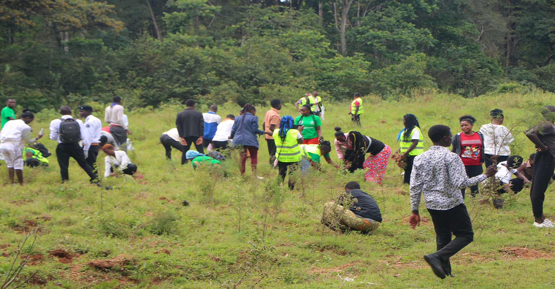 tree planting